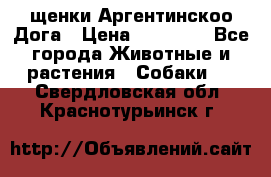 щенки Аргентинскоо Дога › Цена ­ 25 000 - Все города Животные и растения » Собаки   . Свердловская обл.,Краснотурьинск г.